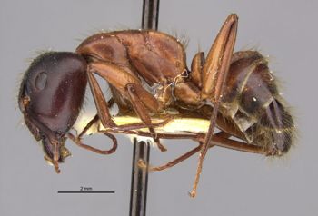 Media type: image;   Entomology 9219 Aspect: habitus lateral view